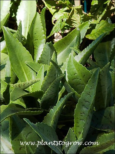 Donkey Ears Kalanchoe (Kalanchoe gastonis-bonnieri)